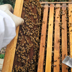 Bee Friends Farm photo 18