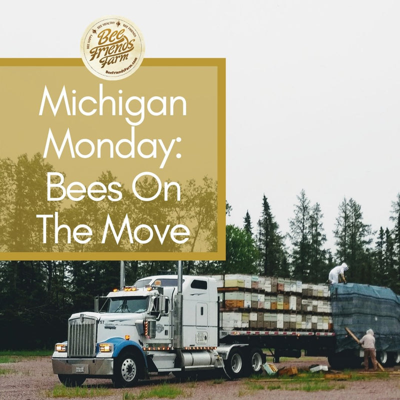 Monday 6/22: Bees Are On The Ground in Michigan! - Bee Friends Farm