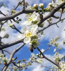 Planting for Pollinators - Bee Friends Farm