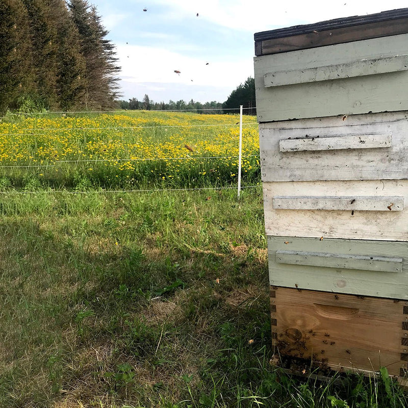 Why a Langstroth Hive is the Perfect Choice for New Beekeepers - Bee Friends Farm