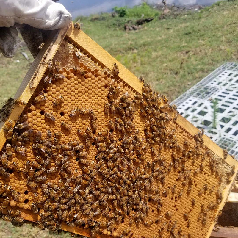 Yes! We sell beekeeping equipment and live bees! - Bee Friends Farm