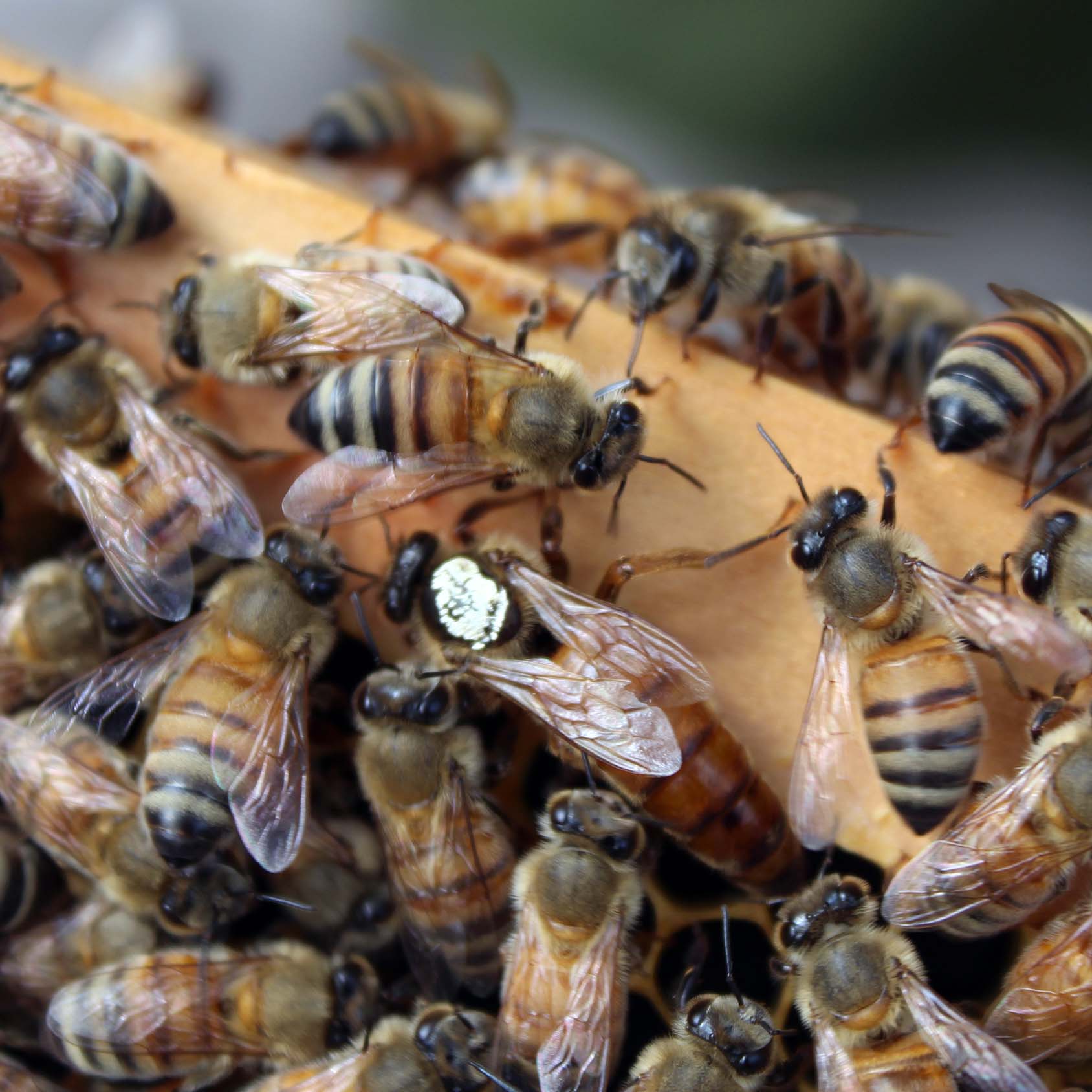 Gradulus Bee Honey Bees